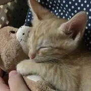 あやこう