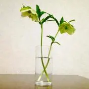 いっさ