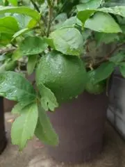 ことりの画像