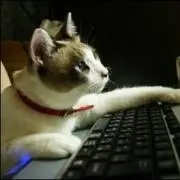 ねこまんま