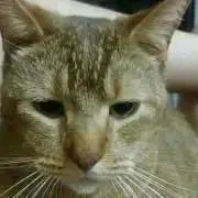 わーちゃんの画像