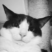 kattuanz