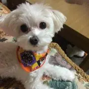 あやこ