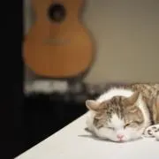 たぁくん