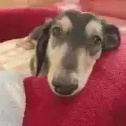 ケイの画像