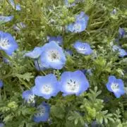 さき