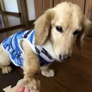 クゥちゃん