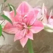 maru775 プロフィールお読み下さいの画像