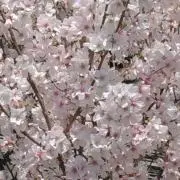 GomaGoma
