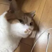ふくたろうの画像