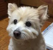 yukkoの画像