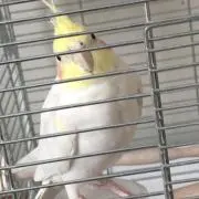 りゅうせい