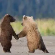 チョコミント