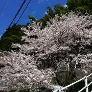 山ちゃんの画像