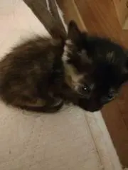 ももいちご