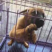 nala