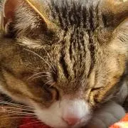 けんま(購入前プロフ確認お願いします)の画像