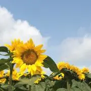 あっすー