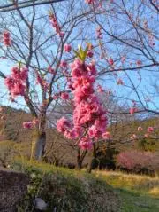 梅子の画像