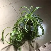 エンドレス