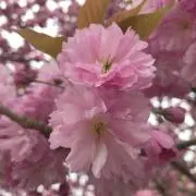 ❁⃘はなはな❁¨̮の画像