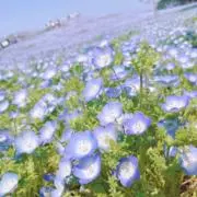 りんたの画像