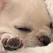れいの画像