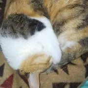 やまひろ