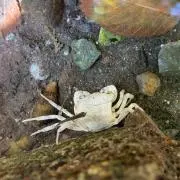 まめ