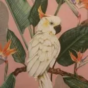 doremiの画像