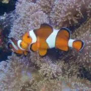 Anemoneの画像