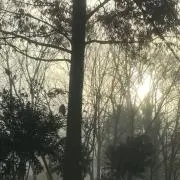 ツーの画像