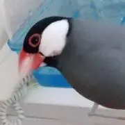みるくの画像