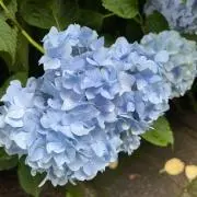 あおりんご⭐︎8月15日まで値下げ中！の画像
