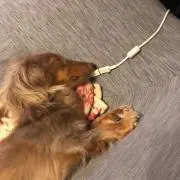パフ