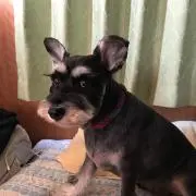 モモ