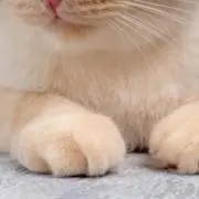 うにに。の画像