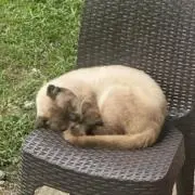 レイチェル