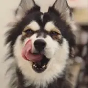 トマトの画像