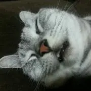 あめたぼの画像