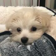 ノリパパ