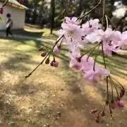SORAの画像