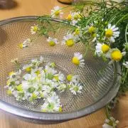 たまごの画像