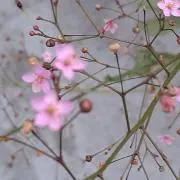 まる もり