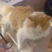 さくらの画像