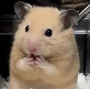 んぽちゃむの画像