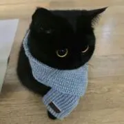 cinの画像