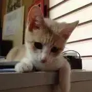 Bon Bonの画像
