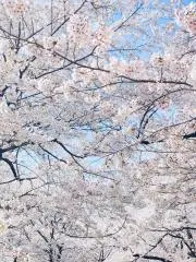 ななの画像