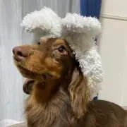 コハクの画像